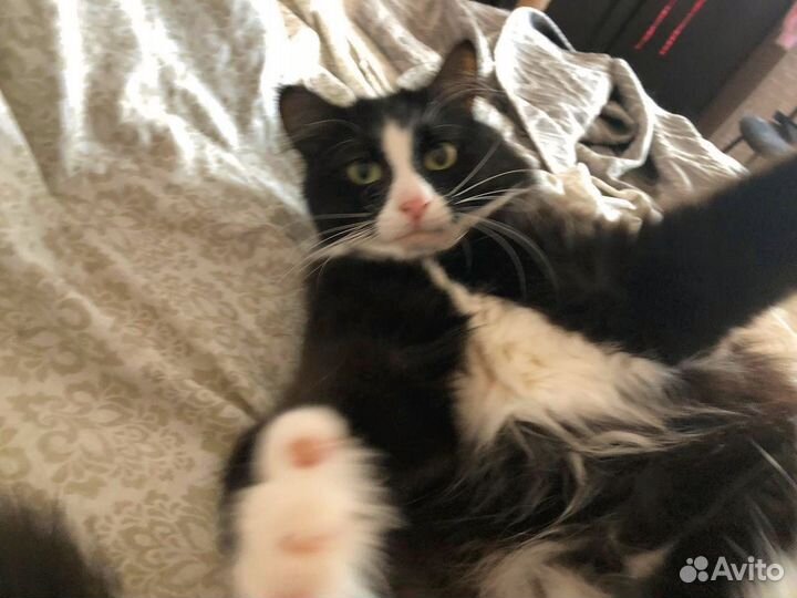 Кот в добрые руки бесплатно