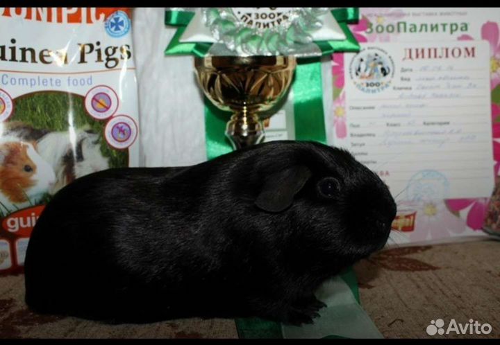 Морские свинки чёрные английские селфы