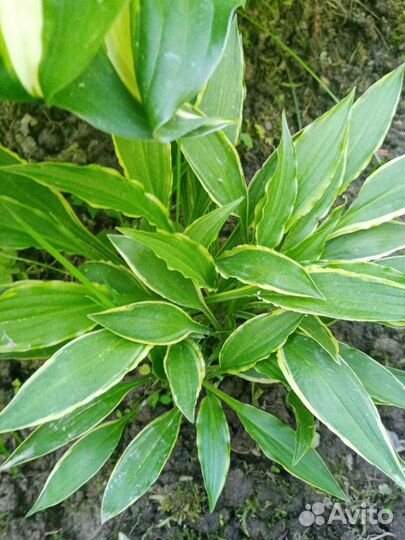 Растения для сада. Хосты