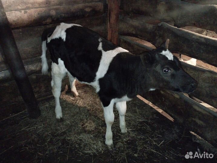 Телка 2 месяца