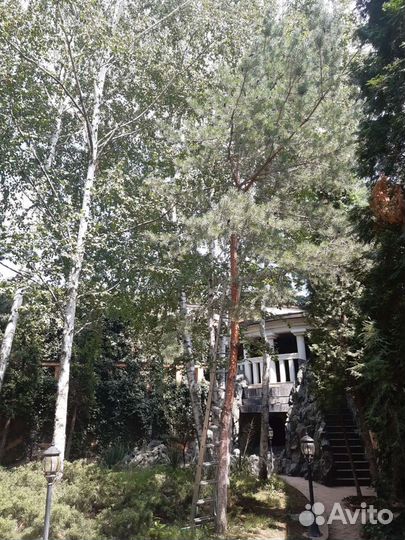 Спил деревьев,любой сложности