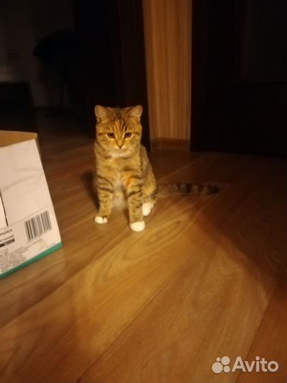 Кошечка в дар