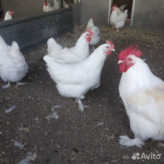 Инкубационное яйцо маран, амераукана, лакенфельдер