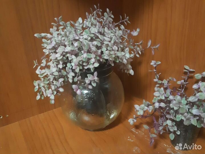 Каллезия