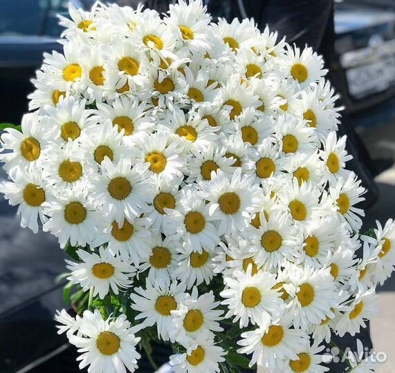 Ромашка садовая