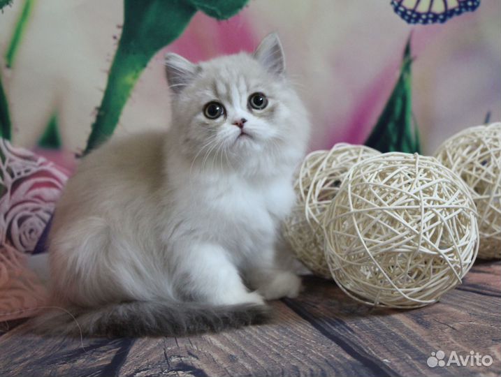 Шикарная шотландская кошечка