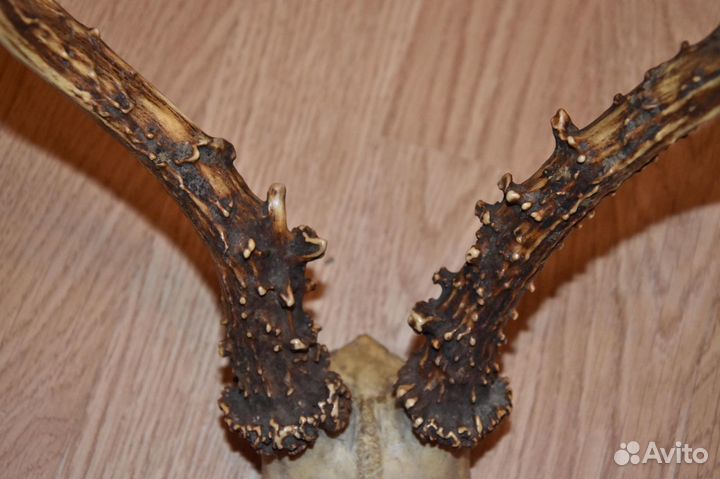 Ключница, рога косули, бамбук, ваза