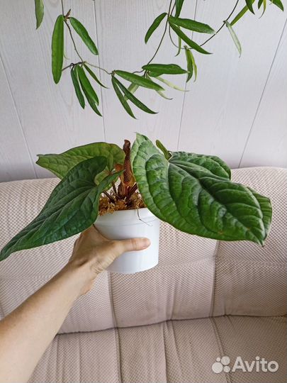 Антуриум Сирих