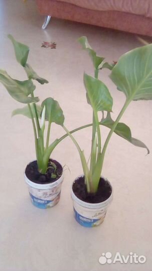 Калла эфиопская урожай 2023 года