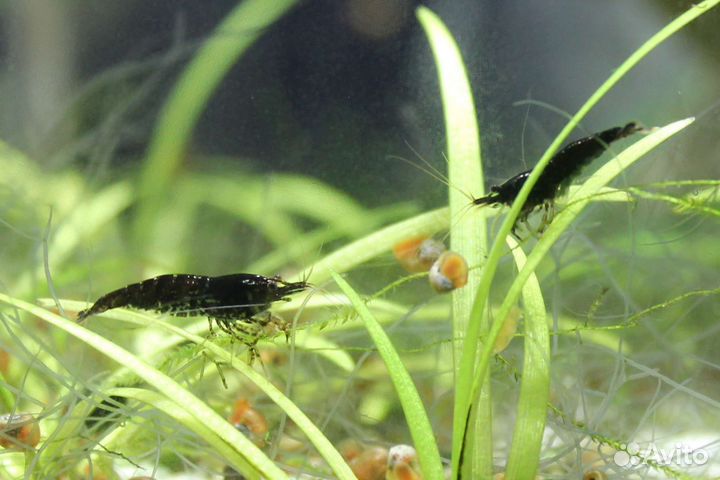Креветки красные, синие, чёрные, желтые