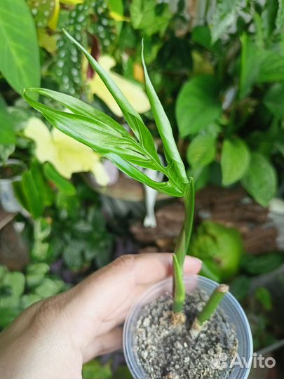 Комнатные растения