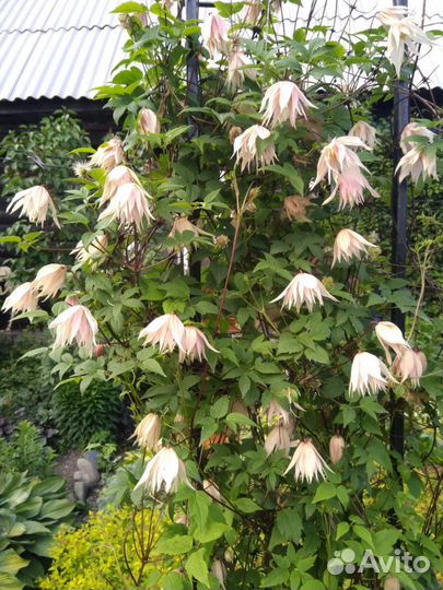 Семена княжика