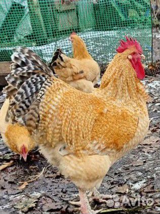 Куры нидерхайнер