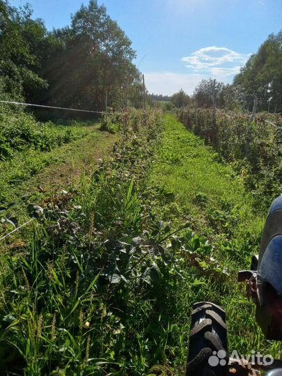 Саженцы малины