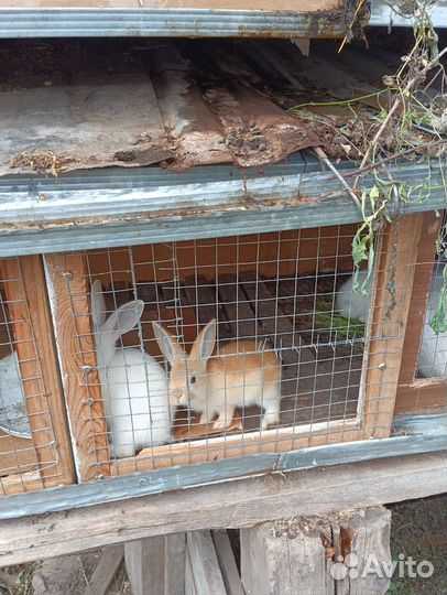 Крольчата молодняк