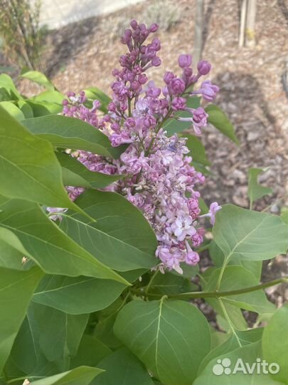 Сирень Красавица Москвы