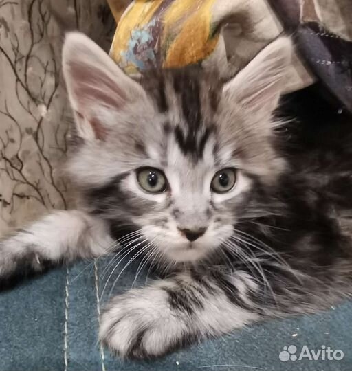 Котята мейн-кунята, мальчики и девочки