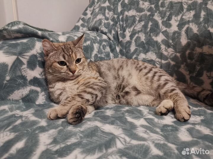 Кошка британка