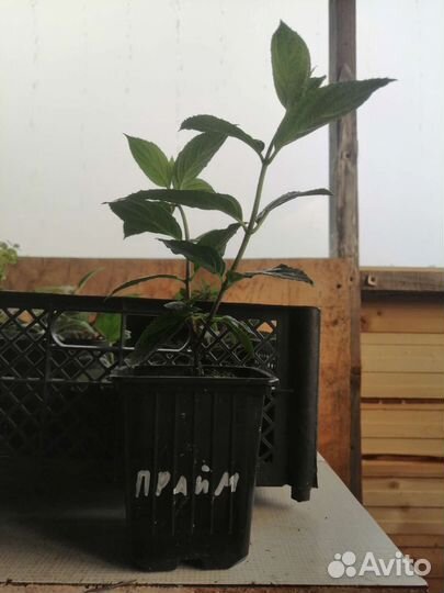 Новинка 2023 Лайм Лайт Прайм и др