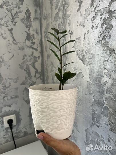 Замиокулькас с горшком