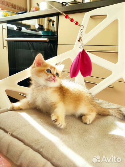 Золотая няшечка- лупастик