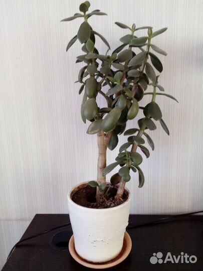 Денежное дерево толстянка