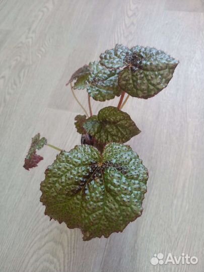 Бегония декоративно лиственная