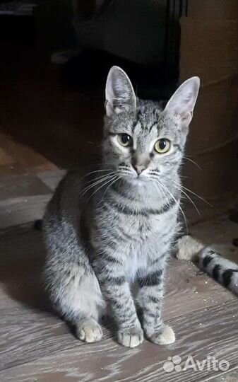Котёнок бесплатно