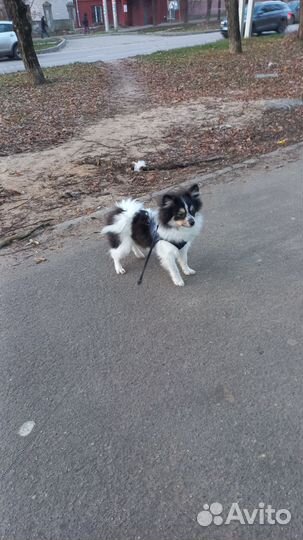 Шлейка-жилет, б/у, размер М