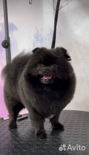 Груминг собак