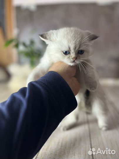 Британская шиншилла