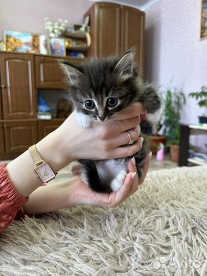 Котята в добрые руки даром