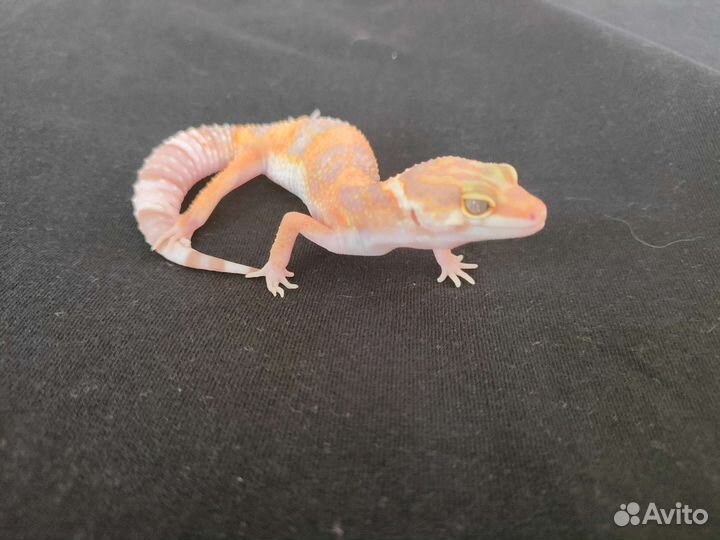 Геккон эублефар