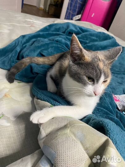 Отдам котенка в добрые руки