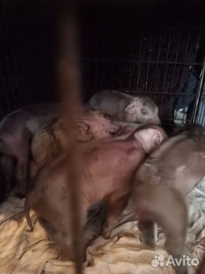 Поросята дюрка