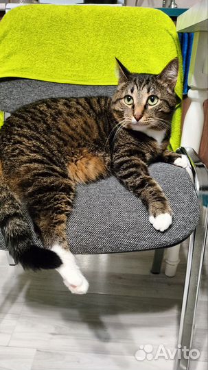 Котик в добрые руки