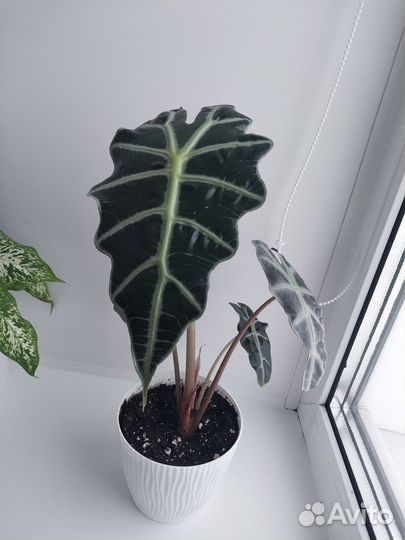 Клубни алоказии