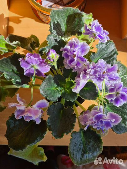 Фиалка в горшках