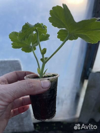 Пеларгония Calliope Dark Red