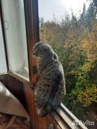 Шотландская вислоухая кошка бесплатно