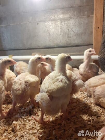 Гуси, утки,бройлеры