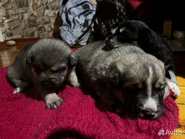 Щенок мальчик 1,5 месяца