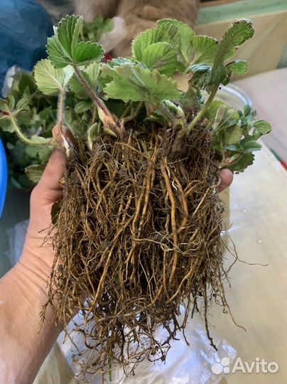 Клубника рассада