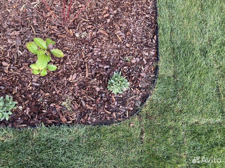 Сосновая кора