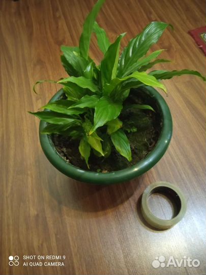 Домашние растения