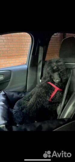 Кожанное автокресло для собак