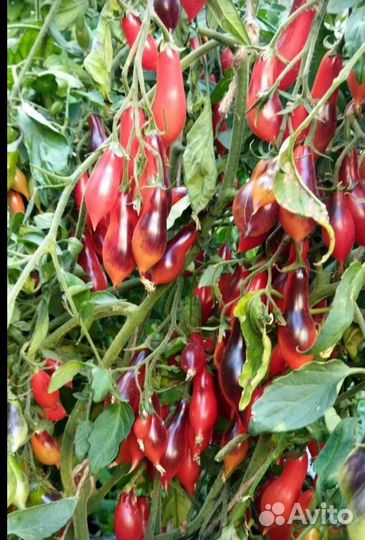 Семена коллекционных томатов