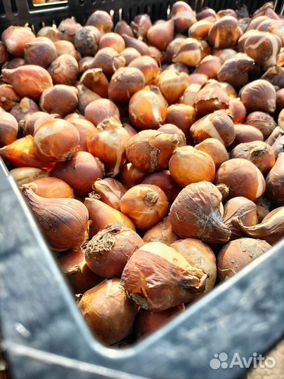 Луковицы тюльпанов оптом 10/11