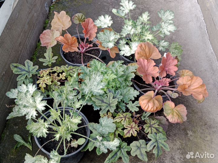 Гейхера,гейхерелла,традесканция садовая