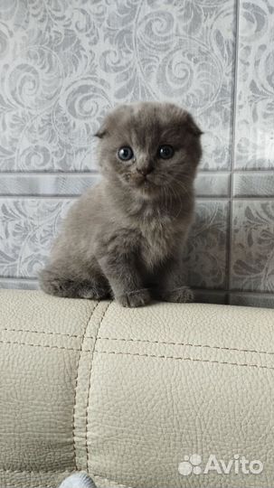 Шотландская